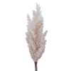 Pampas Grass Plastic Pampas Grass Plastic