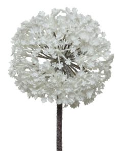 Allium Plastic