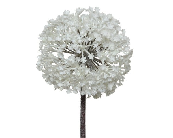 Allium Plastic Allium Plastic