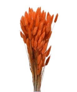 Bundle Dried Flower Orange