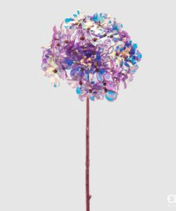 Hydrangea Rex Reflex H58