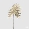 Leaf Monstera Paill.H62 Leaf Monstera Paill.H62