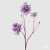 Rosa Rex Reflex X3 H70 Rosa Rex Reflex X3 H70