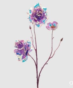 Rosa Rex Reflex X3 H70