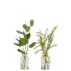 Eucalyptus Branches In Glass Vase 2 Assorted