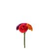 Ranunculus Bundle