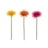 Wild Gerbera Daisy 3 Assorted