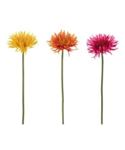 Wild Gerbera Daisy 3 Assorted
