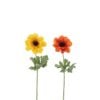 Anemone Stem 2 Assorted