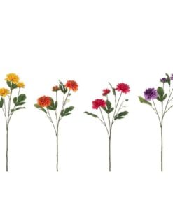 Dahlia Ying Arti 4 Assorted
