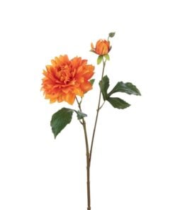 Dahlia Elise Orange
