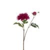 Dahlia Lauwra Fuchsia