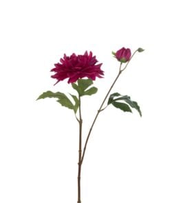 Dahlia Lauwra Fuchsia