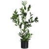 Bay Leaf In Pot Plastic