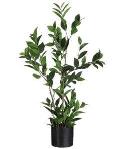 Bay Leaf In Pot Plastic