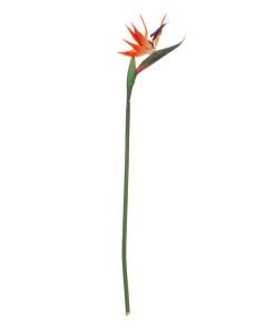 Bird Of Paradise Stem H83 Bird Of Paradise Stem H83