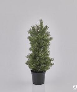 Pine With Vase