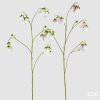 Campanula Branch Assortment Of 2 Campanula Branch Assortment Of 2