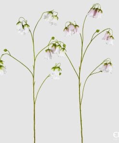 Campanula Branch Assortment Of 2