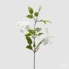 Clematis Branch With Bud