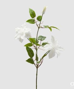 Clematis Branch With Bud