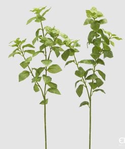 Basil Branch Assortment Of 2