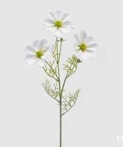 Cosmos Branch With Leaves White