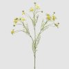 Chamomile Branch With Leaves Yellow Chamomile Branch With Leaves Yellow
