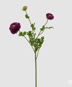 Ranunculus Branch With Leaves