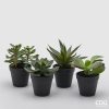 West Plant With Pot Assortment Of 4