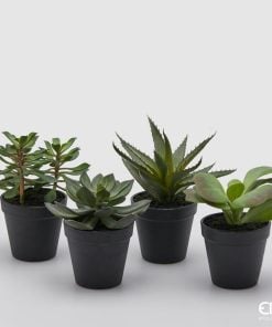 West Plant With Pot Assortment Of 4