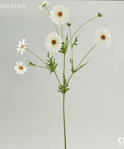 Margherita Branch