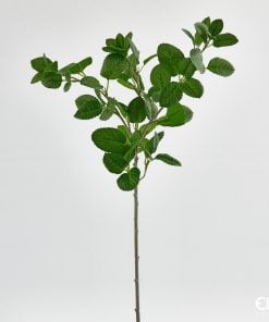 Mint Branch