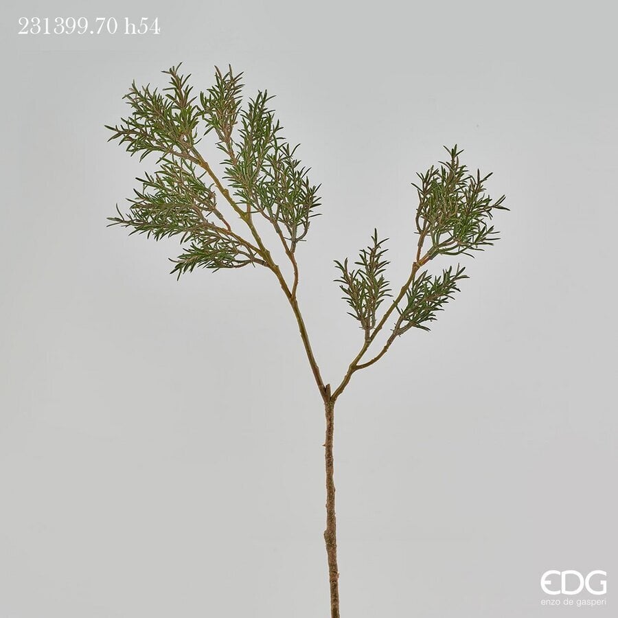 I134819 Real Rosemary Branch