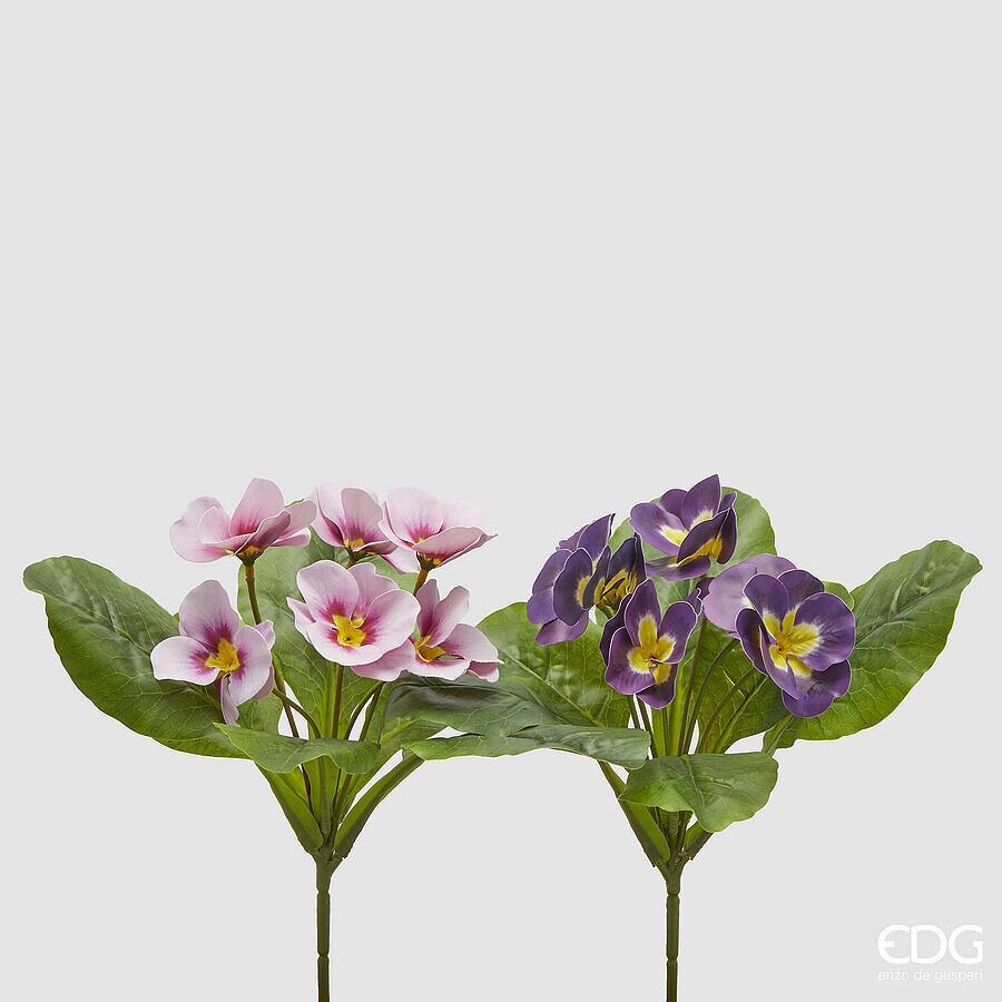 I134820 Primula Olis Assortment Of 2
