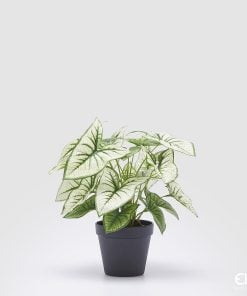 Caladium Variegated With Artificial Pot
