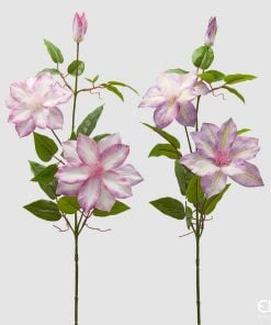 Clematis Branch With Bud Assortment Of 2
