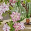 Clematis Branch With Bud Assortment Of 3 Clematis Branch With Bud Assortment Of 3