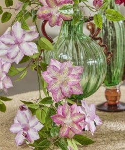 Clematis Branch With Bud Assortment Of 3