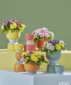 Primula Olis Assortment Of 2