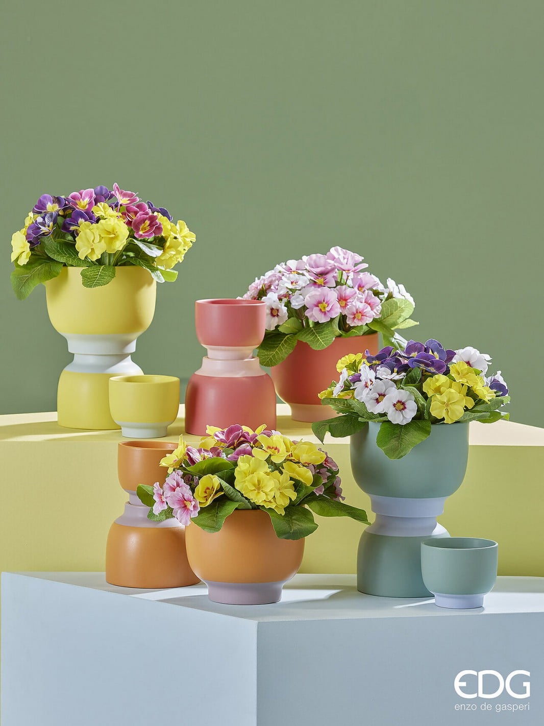 I134820 Primula Olis Assortment Of 2
