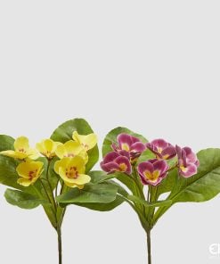 Primula Olis Assortment Of 2