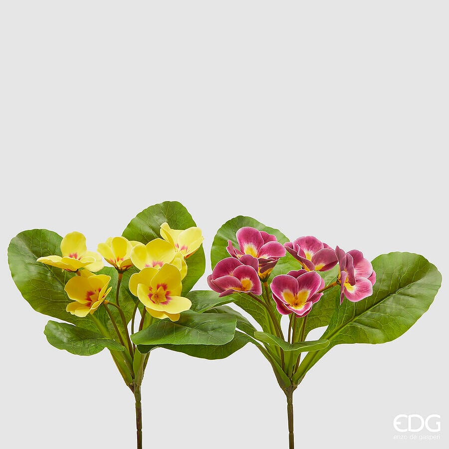 I135519 Primula Olis Assortment Of 2
