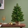 Edmonton spruce indoor