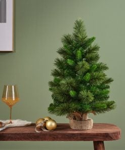 Edmonton spruce indoor
