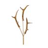 Gold Antler Spray 84Cm