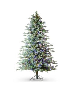Colorado Blue Spruce Tree
