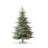 Deluxe Rocky Mountain Spruce