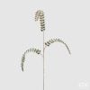 Fern Diam0Nds Branch H88 C2