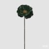 Papaver0 Gl0Ssy Ram0 H.70 C5